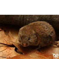 گونه ول کرمانی Kermanian Vole